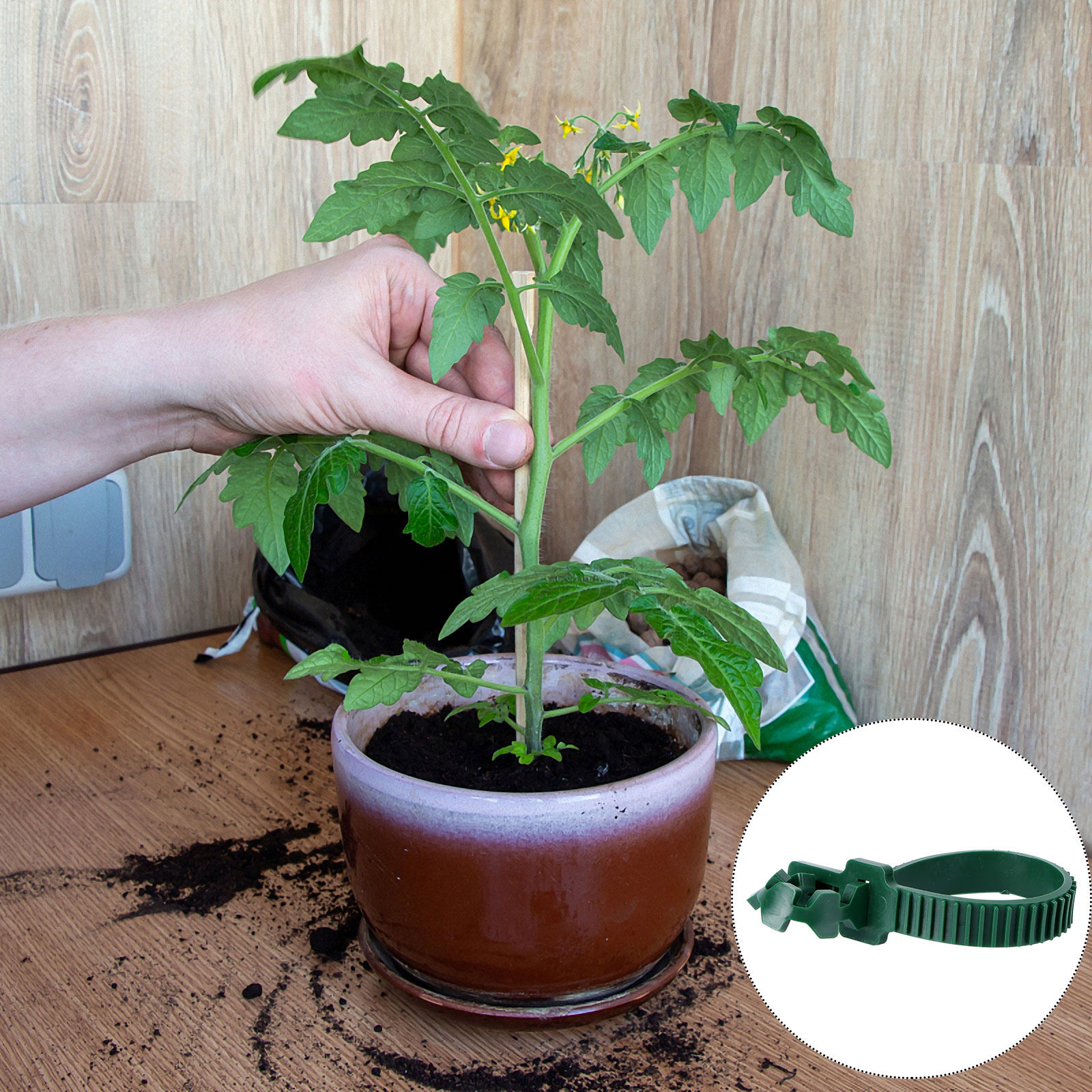 20개입 덩굴 고정 버클 정원 식물 지지 클립 PVC  - Us Bonsai Garden 리뷰 및 가격