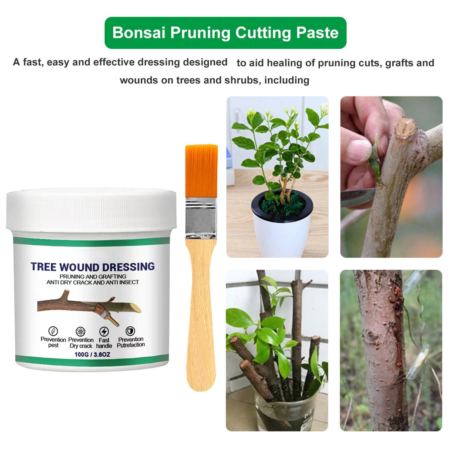100g 나무 상처 접착제, 가지치기 접착제, 나무 정 - Us Bonsai Garden 리뷰 및 가격
